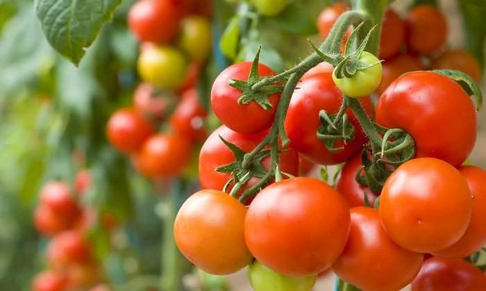 tomates-agrosol-770.jpg