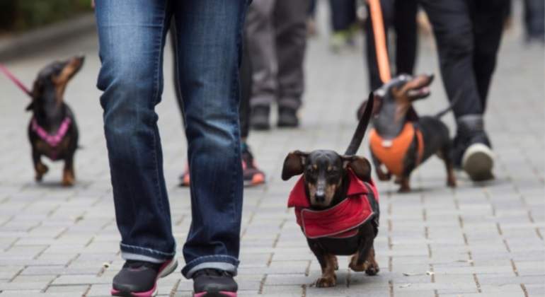 marcha-hong-kong-china-perros-salchicha-afp-770x420.jpg