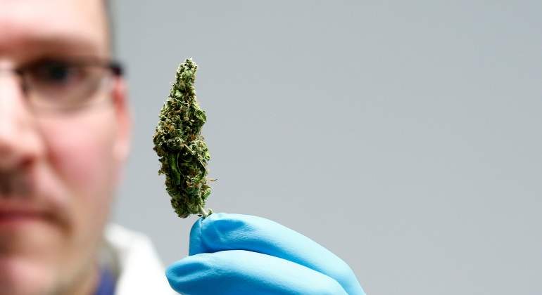 cannabis.jpg