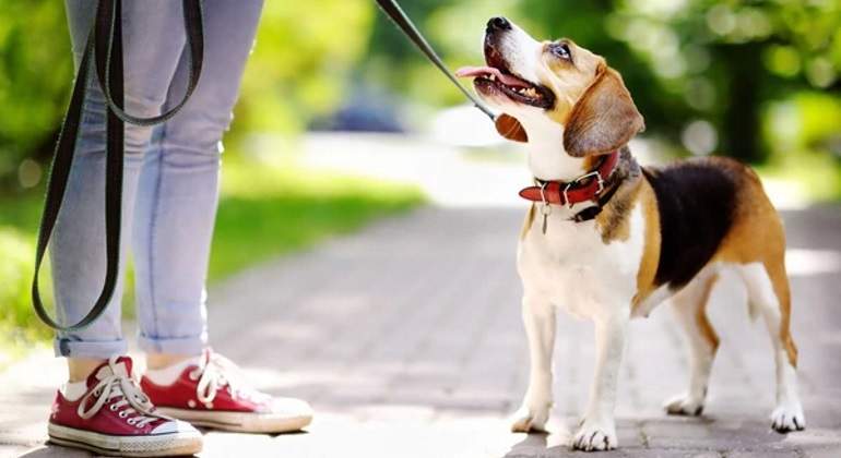Mascotas-istock-770.jpg