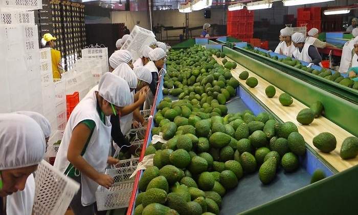 agroexportacin