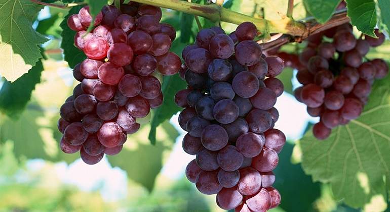 uvas770.jpg