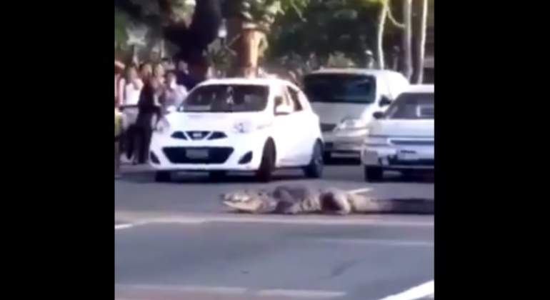 juancho el cocodrilo par el trfico en Tampico Tamaulipas
