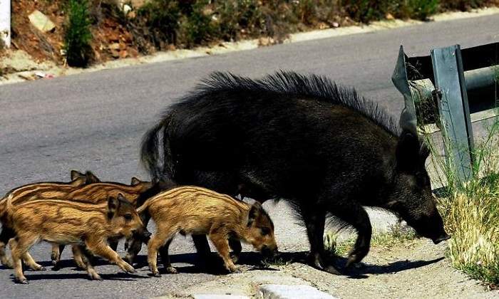 piara-jabalies.jpg