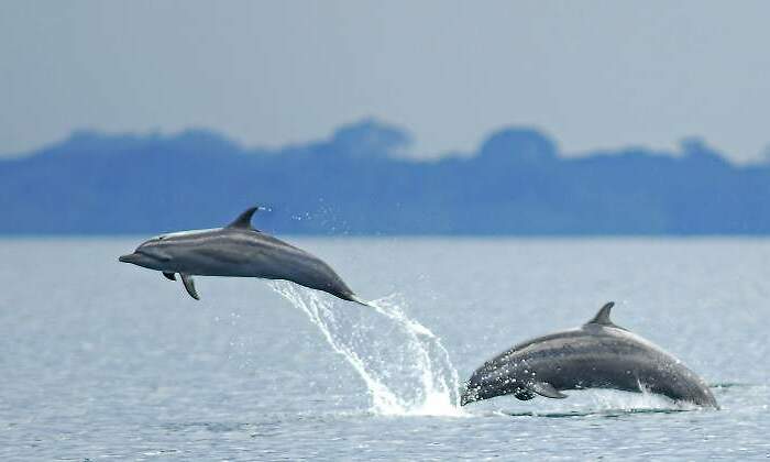 770x420-festival-ballenas-delfines-costa-rica.jpg