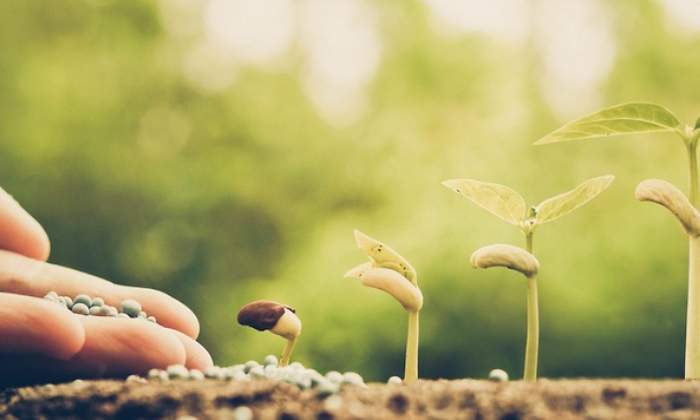 agricultura-semilla-planta-dreams.jpg