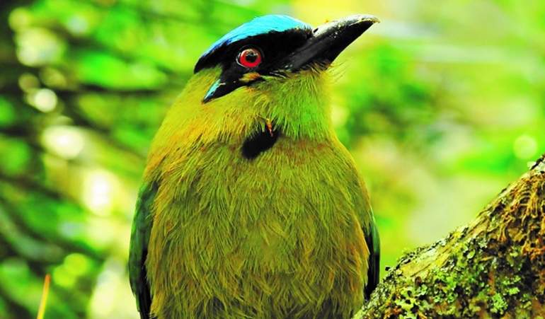 pajaro-colombia