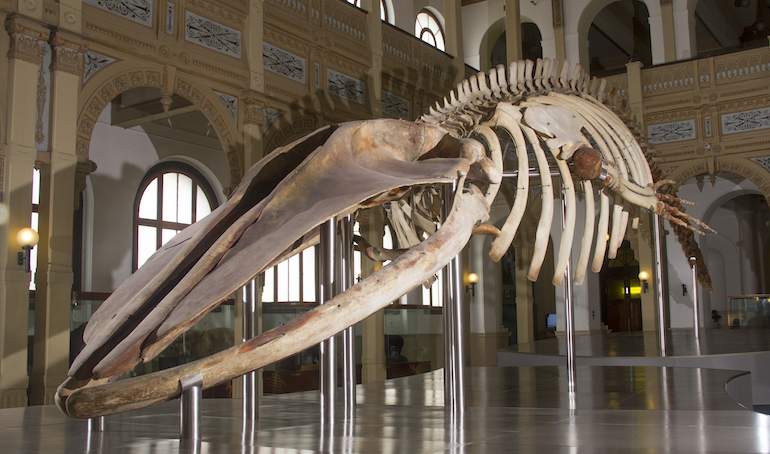 Ballena-Museo-Nacional-de-Historia-Natural.jpg