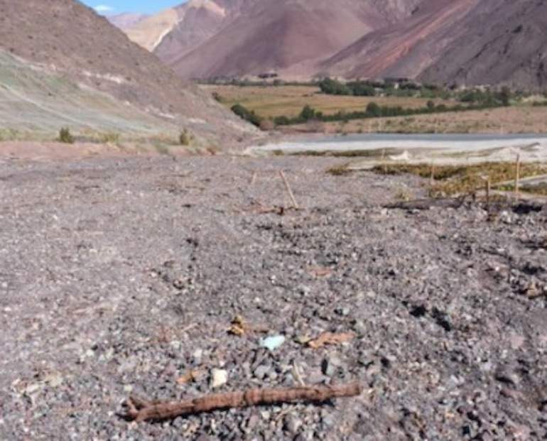 atacamaplanta.jpg
