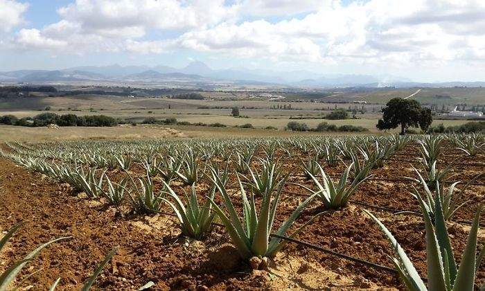 aloevera.jpg