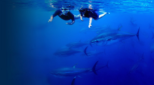 tuna_tour.jpg