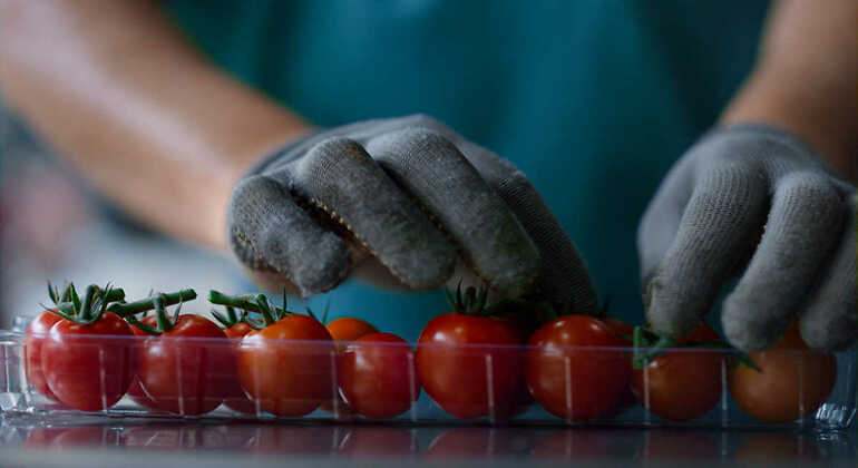 Trabajador con una caja de tomate cherri