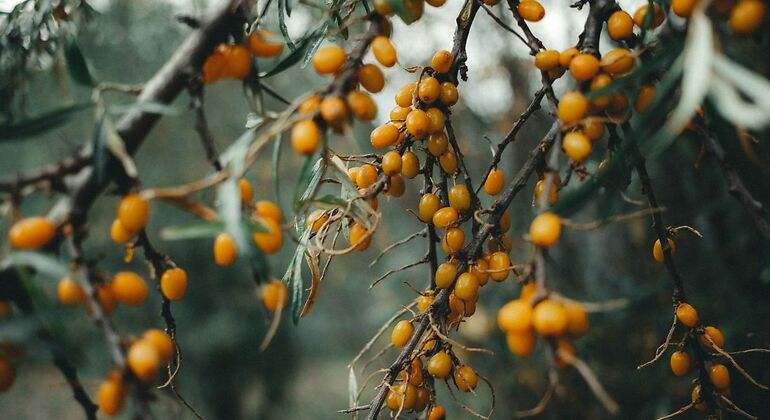 El arbusto del fruto amarillo en la selva