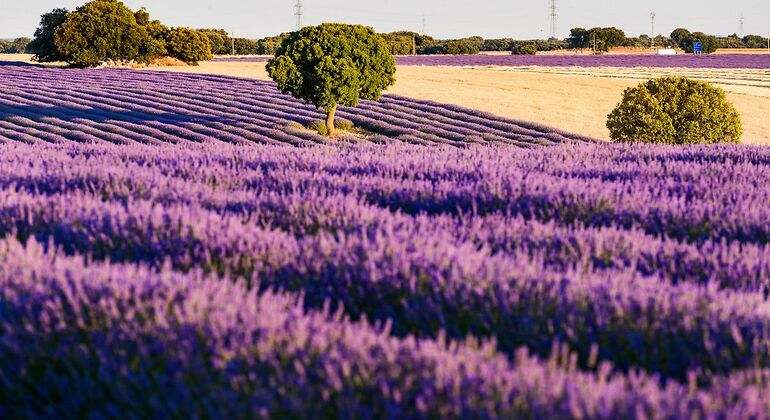 Campo de lavanda en Brihuega
