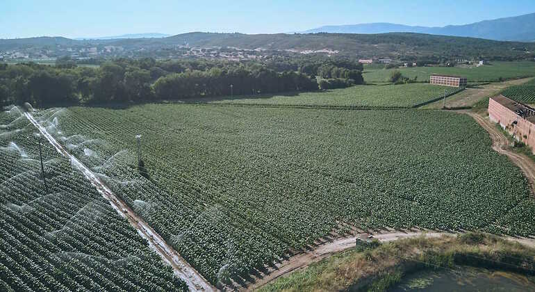 Pueblo con plantación de tabaco