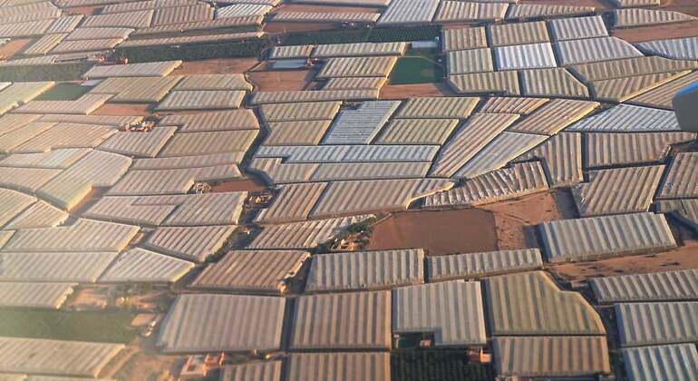 Una plantación de tomates en Marruecos