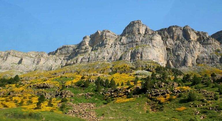 Pradera de Ordesa con tonos verdes y un manto naranja de flores