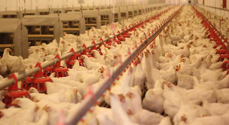 Granja de pollos