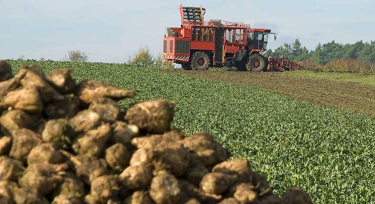Remolacha azucarera con tractor al fondo
