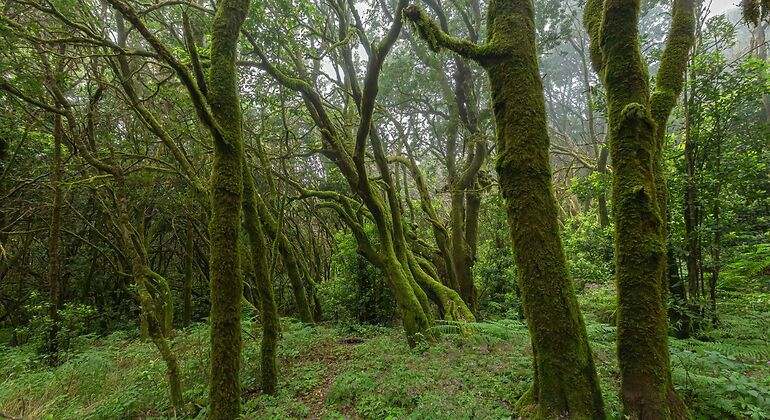 ue Encantado, Parque Nacional de Garajonay, Isla de La Gomera