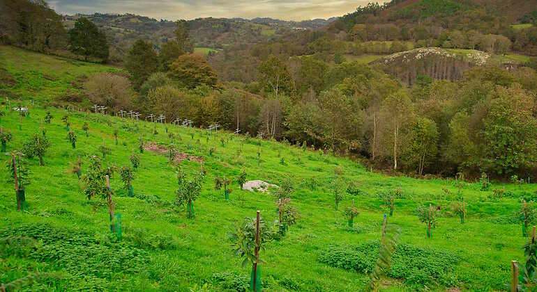 Campo de aguacates en Asturias