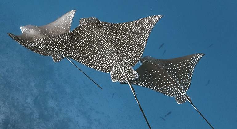 Nadar entre tortugas y mantarrayas junto a un biólogo es una de las actividades estrella.