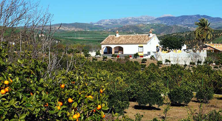Finca con naranjos