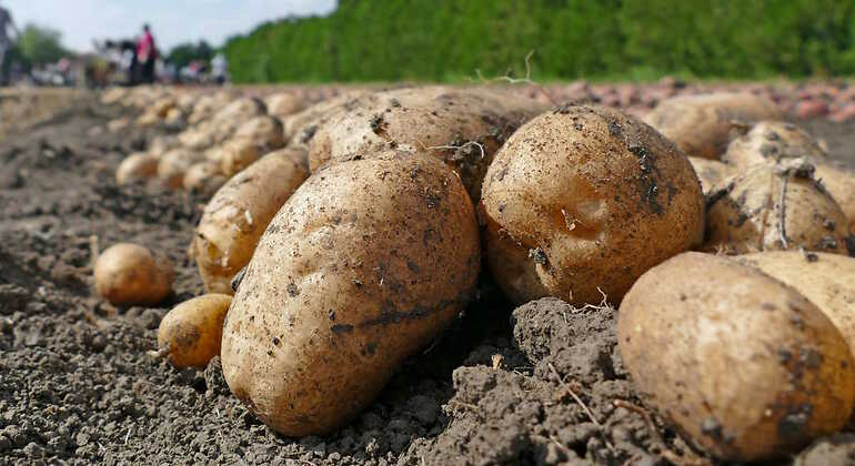Patatas en el campo