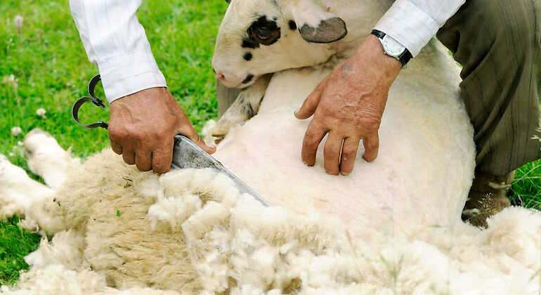Ganadero esquilando a una oveja
