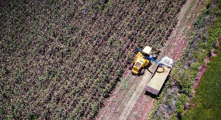 Un camión y un tractor recogiendo maíz en Brasil