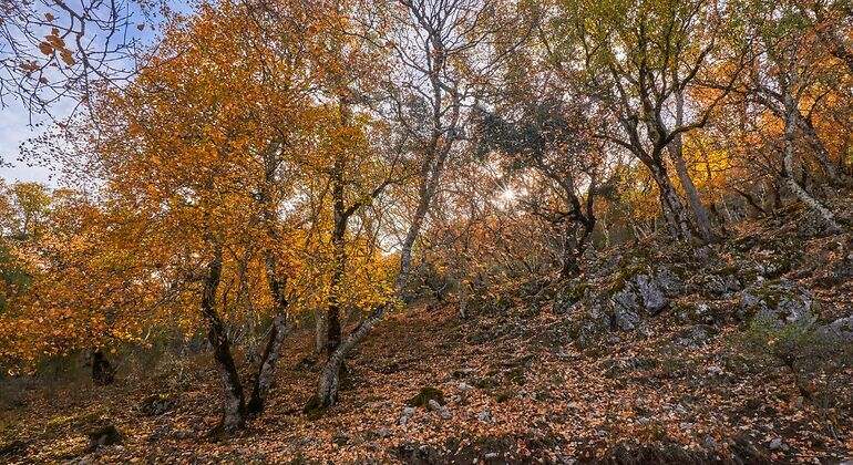 Parque con árboles en otoño y hojas en el suelo