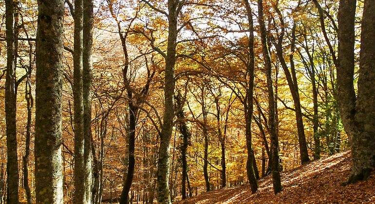 Camino en otoño con las hojas caídas por el hayedo