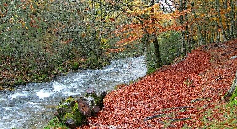 El río del Hayedo de Montejo