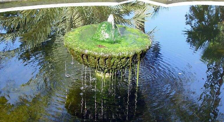 fuente con musgo