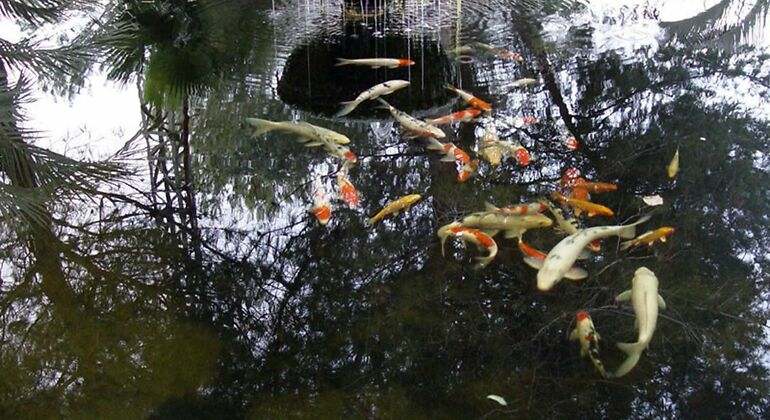 estanque con peces koi