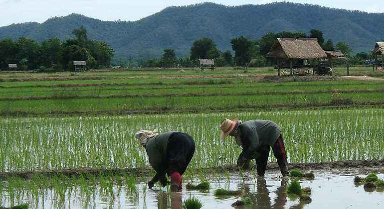 Agricultores recogiendo arroz en Asia