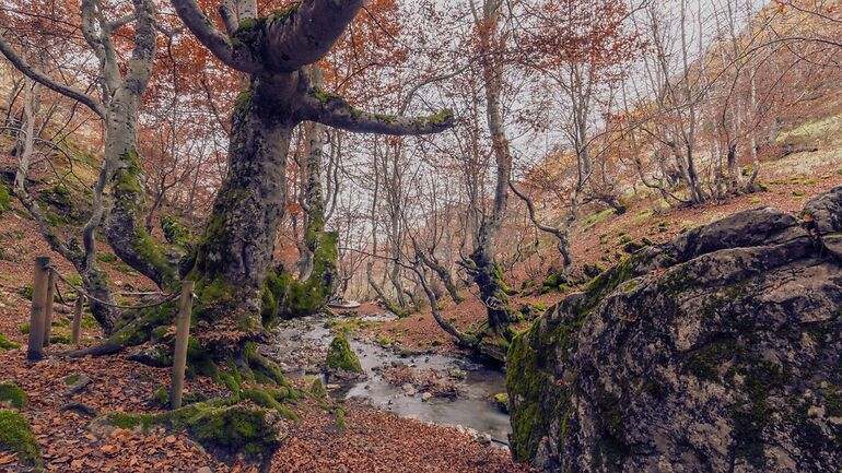 500 años haya conocido como Fagus en primer plano. Es en haya bosque de Ciñera, León