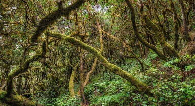 bosque en el Parque Nacional de Garajonay en La Gomera