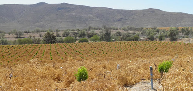 sequiacoquimbo.jpg