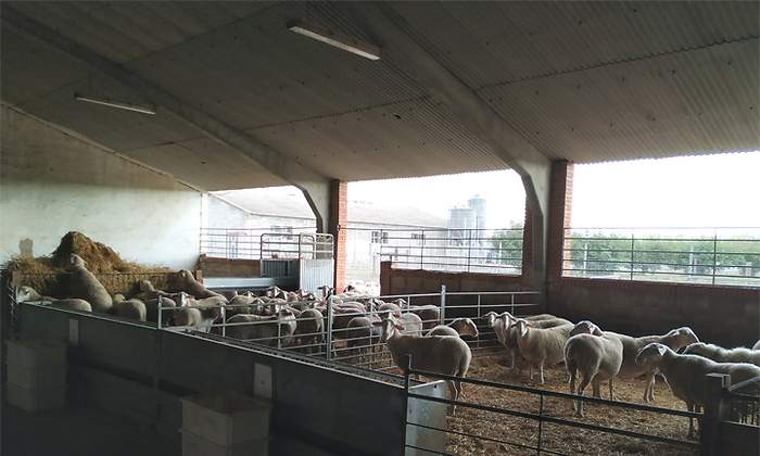 ganaderia