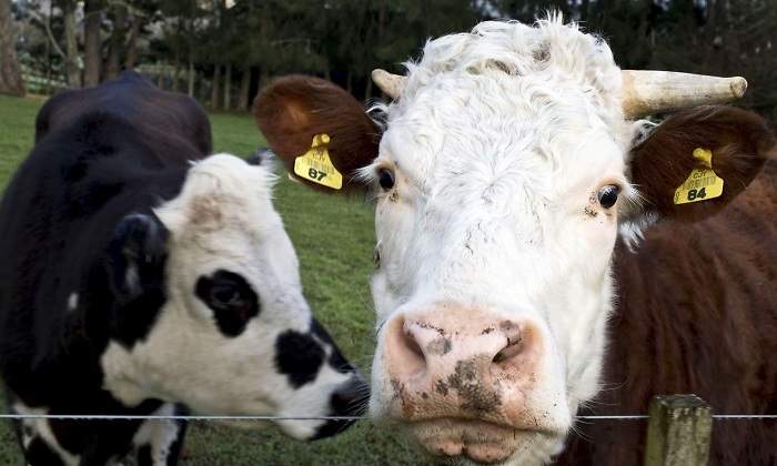 vaca-leche-granja.jpg