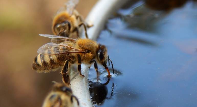 abeja antígeno prostático hombre 2020