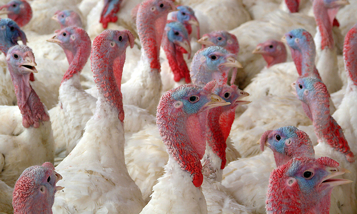 pavos-gripe-aviar-archivo.png