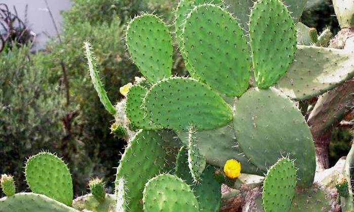 Eres un nopal