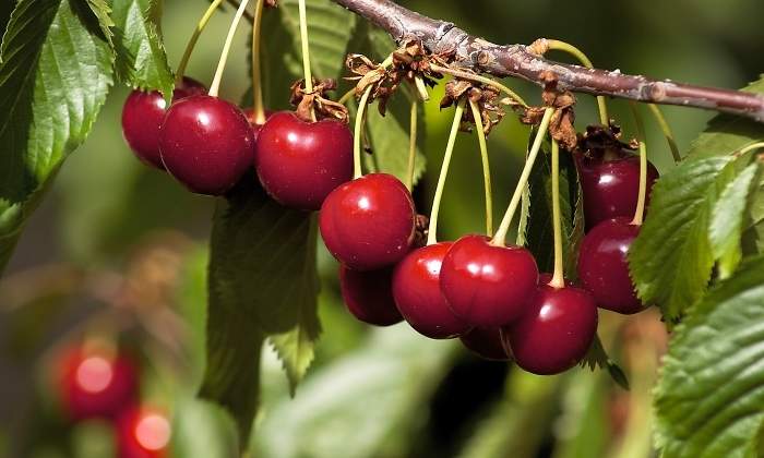 cereza_ee.jpg