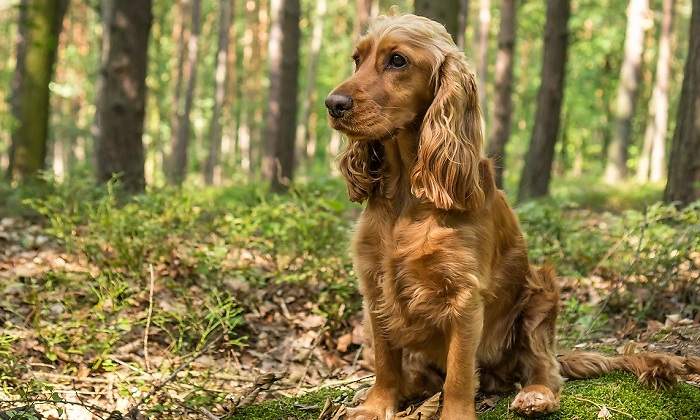 Raza de perro cocker spaniel iStock