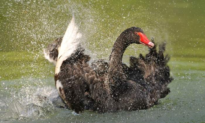 cisne-negro-lago-alemania.jpg