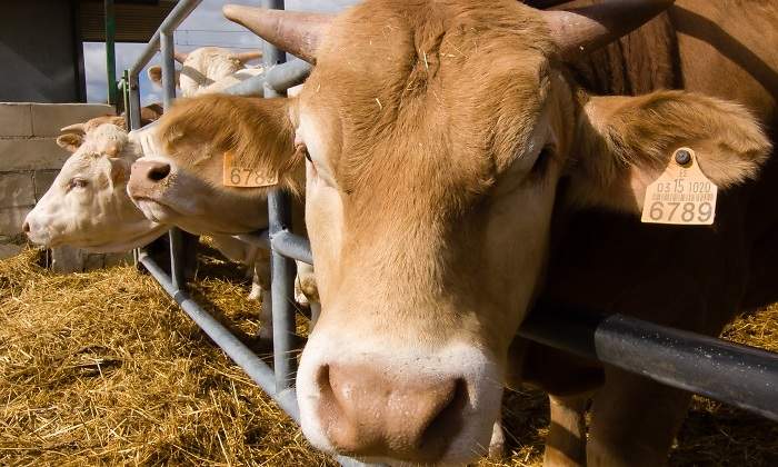 vacas-granja-dreamstime.jpg