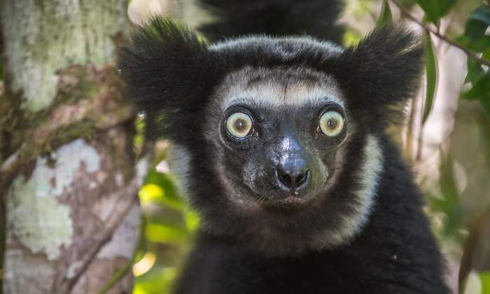 madagascar-dreamstime.jpg