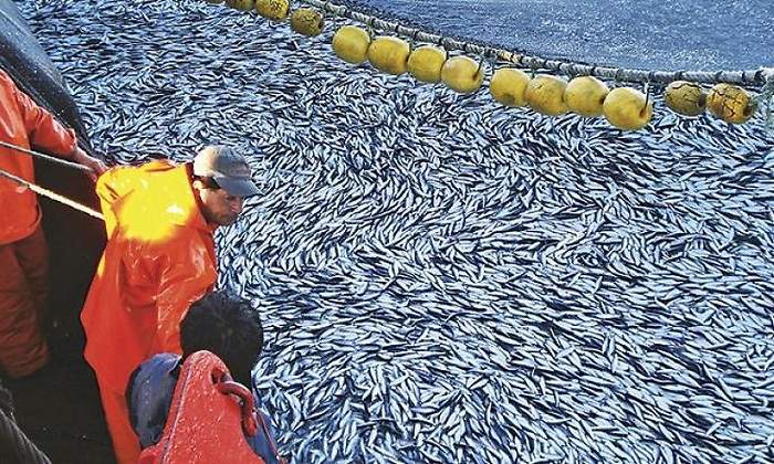 pesca
